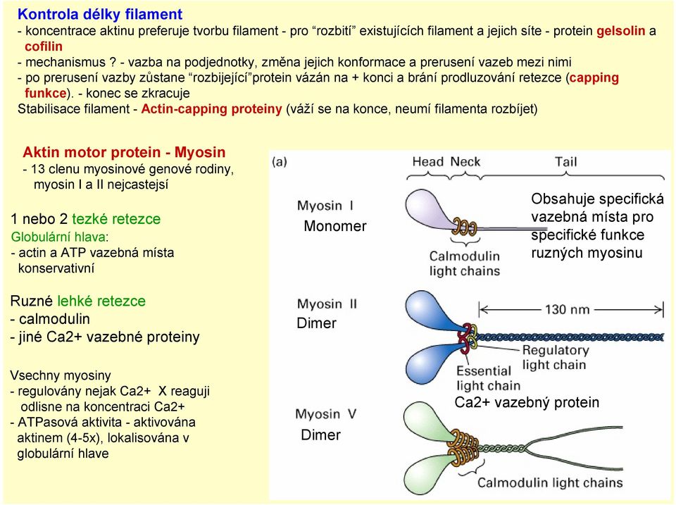 - konec se zkracuje Stabilisace filament - Actin-capping proteiny (váží se na konce, neumí filamenta rozbíjet) Aktin motor protein - Myosin - 13 clenu myosinové genové rodiny, myosin I a II