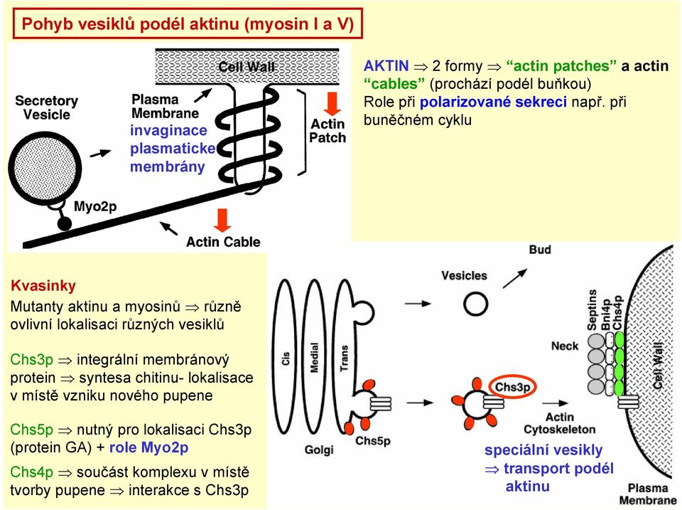 při buněčném cyklu Kvasinky Mutanty aktinu a myosinů různě ovlivní lokalisaci různých vesiklů Chs3p integrální membránový protein