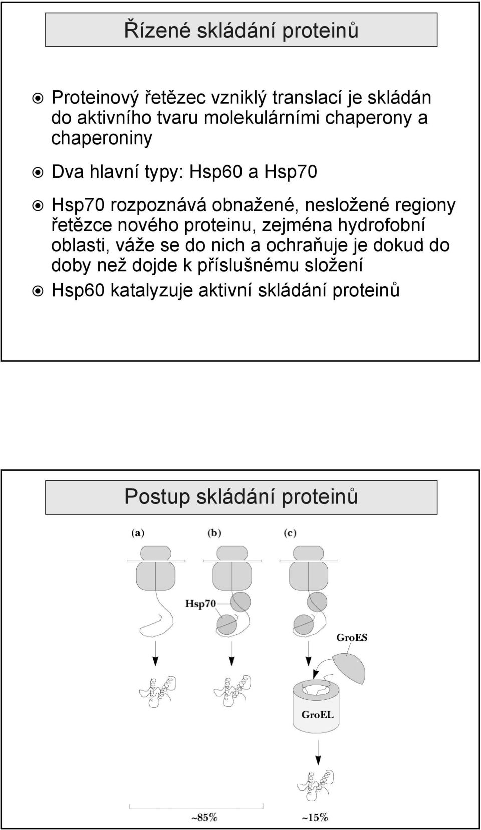 nesložené regiony řetězce nového proteinu, zejména hydrofobní oblasti, váže se do nich a ochraňuje je