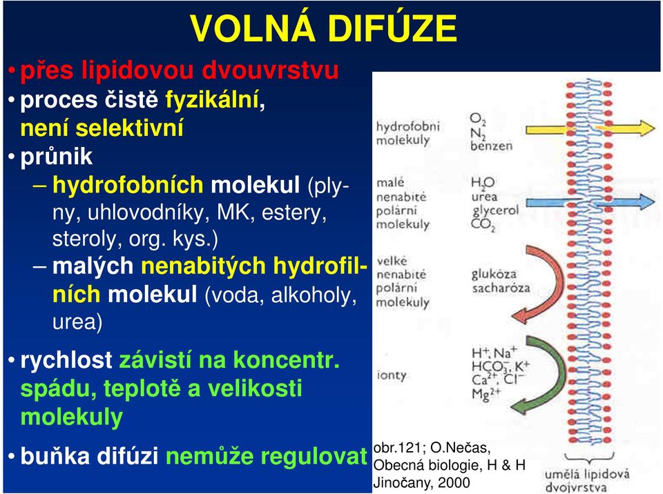 ) malých nenabitých hydrofilních molekul (voda, alkoholy, urea) rychlost závistí na koncentr.