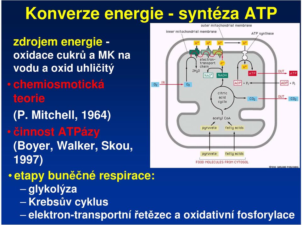 Mitchell, 1964) činnost ATPázy (Boyer, Walker, Skou, 1997) etapy