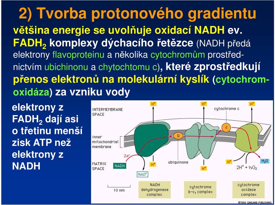 prostřednictvím ubichinonu a chytochtomu c), které zprostředkují přenos elektronů na