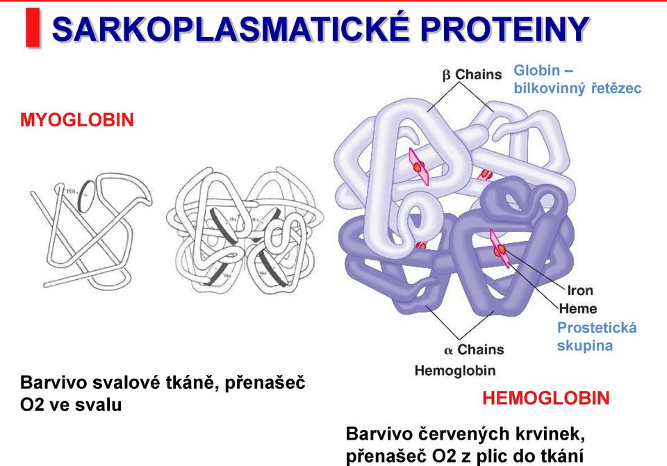 svalové tkáně, přenašeč O2 ve svalu HEMOGLOBIN