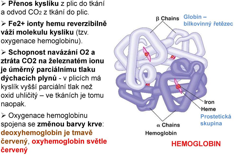 Schopnost navázání O2 a ztráta CO2 na železnatém ionu je úměrný parciálnímu tlaku dýchacích plynů - v plicích má kyslík