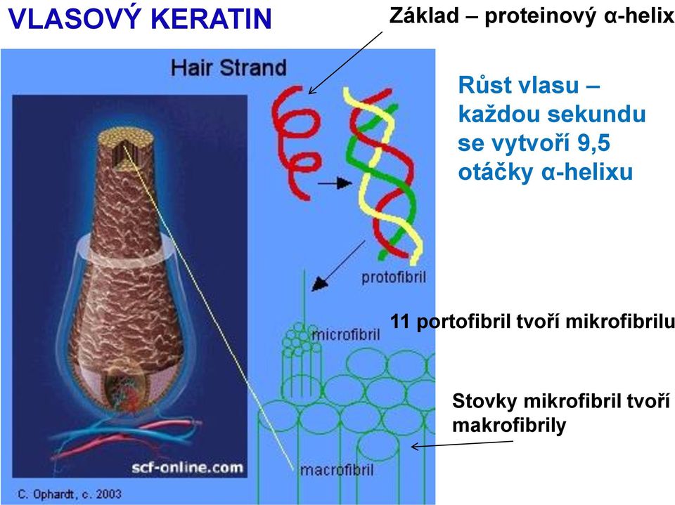 otáčky α-helixu 11 portofibril tvoří