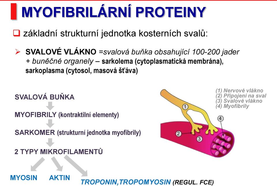 SVALOVÁ BUŇKA MYOFIBRILY (kontraktilní elementy) (1) Nervové vlákno (2) Připojení na sval (3) Svalové vlákno (4)