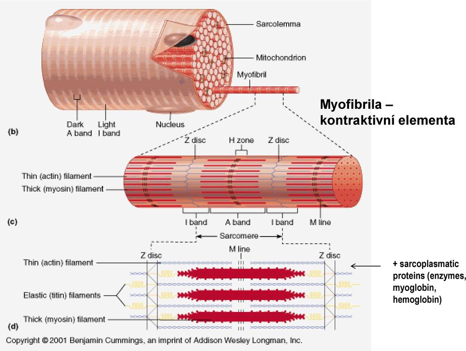 + sarcoplasmatic