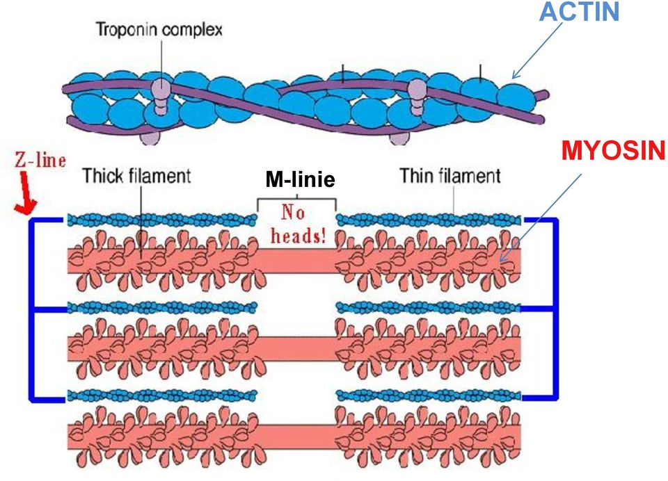MYOSIN