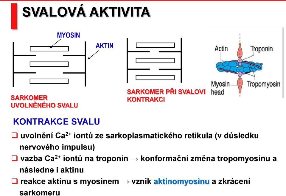 důsledku nervového impulsu) vazba Ca 2+ iontů na troponin konformační změna