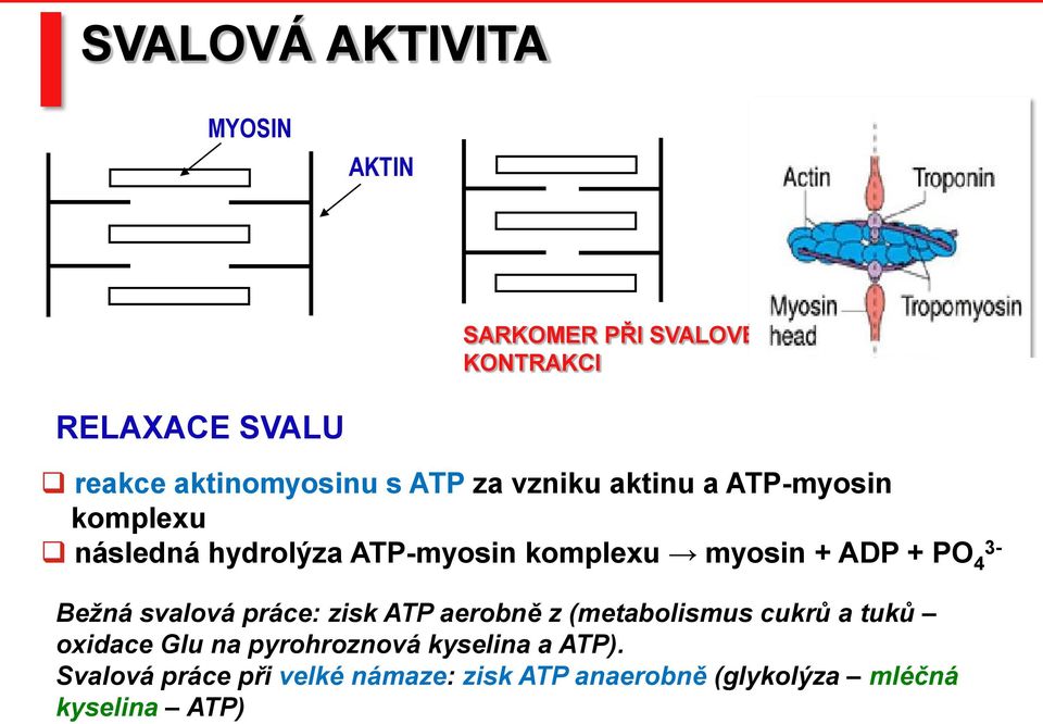 4 3- Bežná svalová práce: zisk ATP aerobně z (metabolismus cukrů a tuků oxidace Glu na pyrohroznová