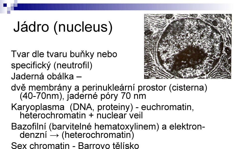 Karyoplasma (DNA, proteiny) - euchromatin, heterochromatin + nuclear veil Bazofilní