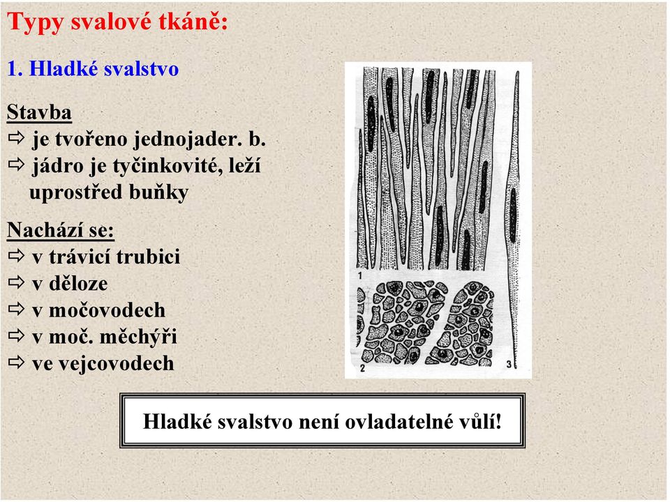 jádro je tyčinkovité, leží uprostřed buňky Nachází se: v