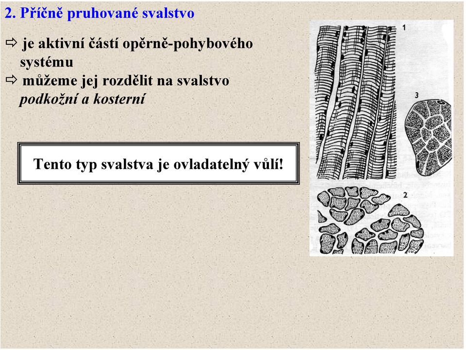 jej rozdělit na svalstvo podkožní a