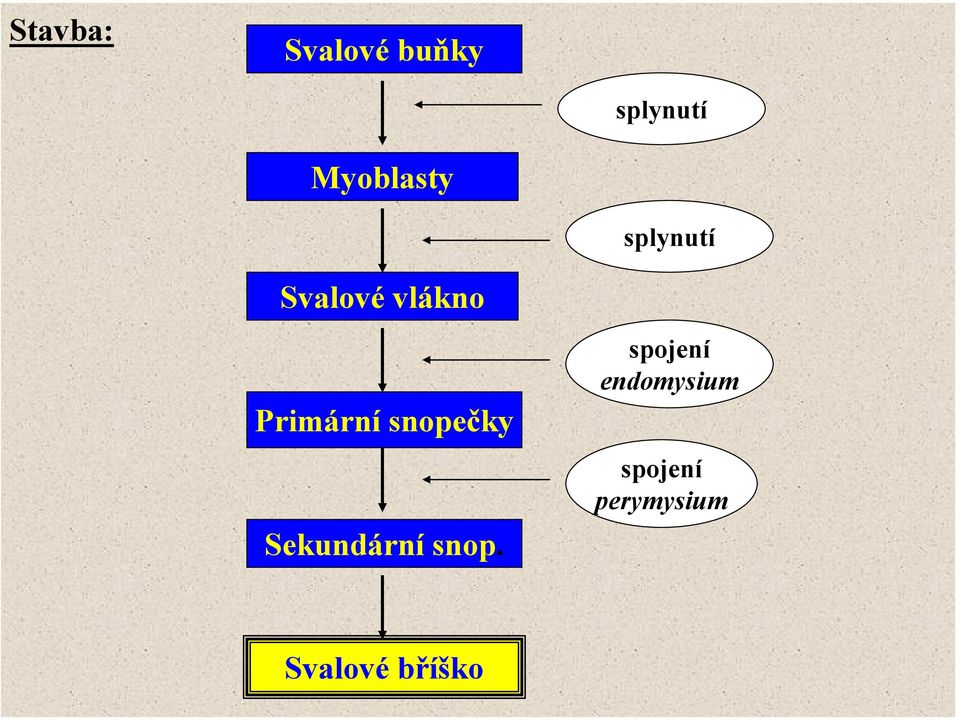 Primární snopečky Sekundární snop.