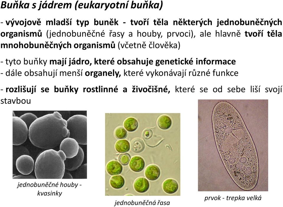 jádro, které obsahuje genetické informace - dále obsahují menší organely, které vykonávají různé funkce - rozlišují se