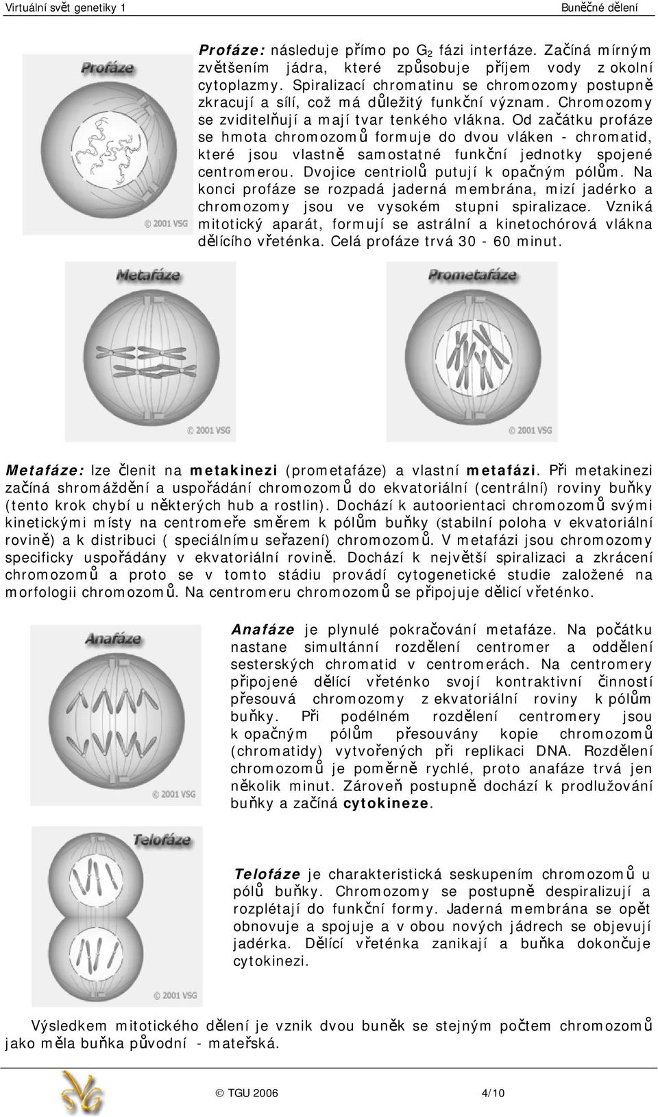 Od začátku profáze se hmota chromozomů formuje do dvou vláken - chromatid, které jsou vlastně samostatné funkční jednotky spojené centromerou. Dvojice centriolů putují k opačným pólům.