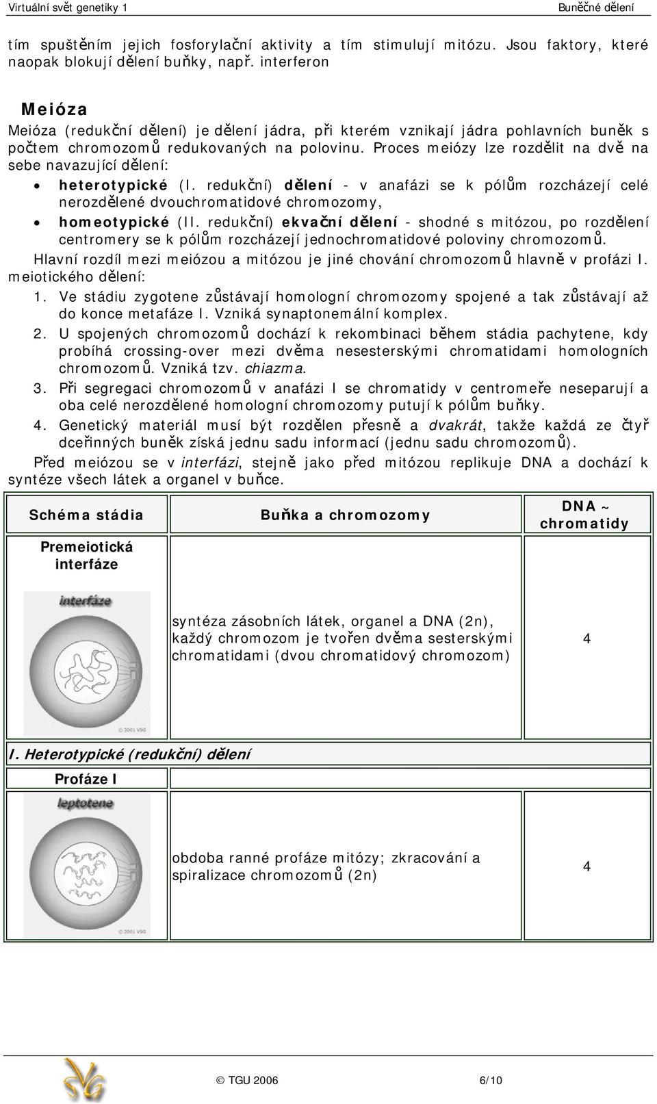 Proces meiózy lze rozdělit na dvě na sebe navazující dělení: heterotypické (I. redukční) dělení - v anafázi se k pólům rozcházejí celé nerozdělené dvouchromatidové chromozomy, homeotypické (II.