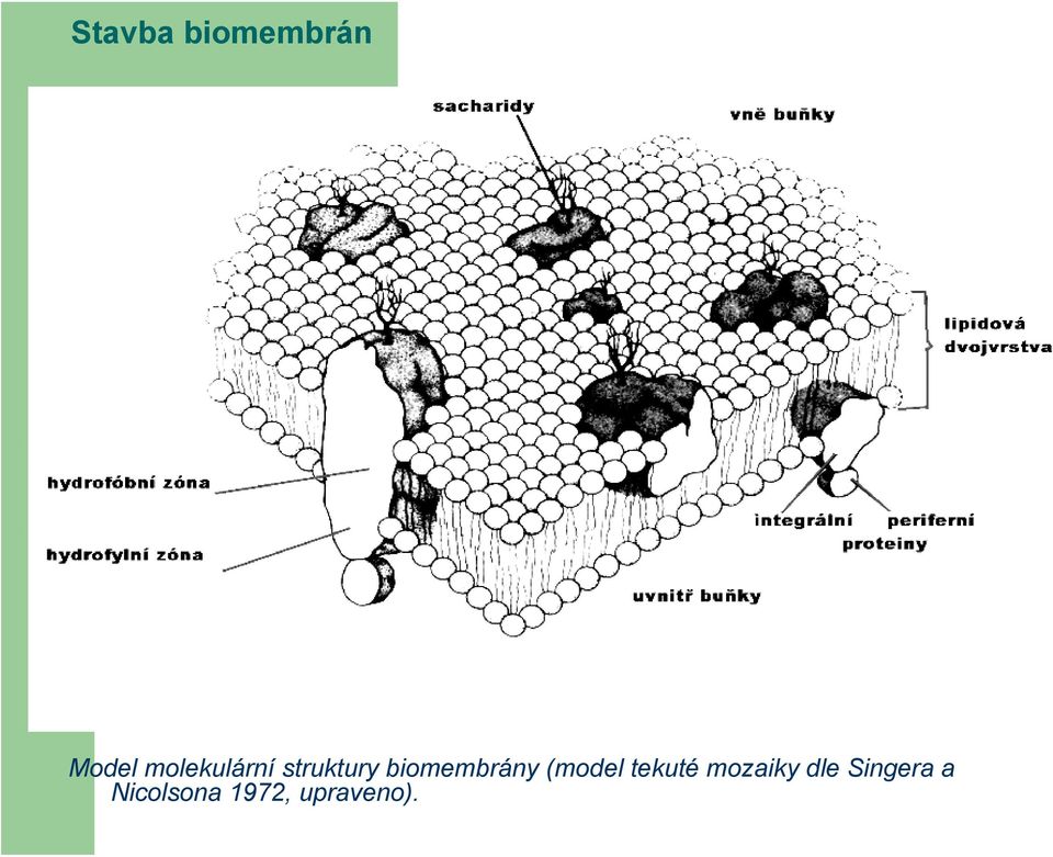 biomembrány (model tekuté