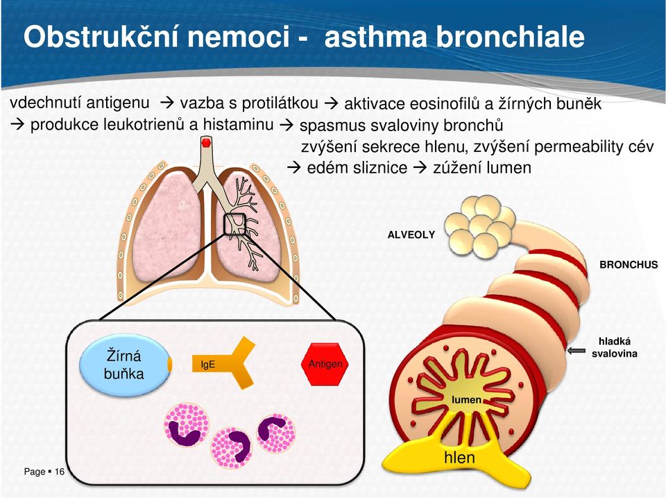 svaloviny bronchů zvýšení sekrece hlenu, zvýšení permeability cév edém sliznice