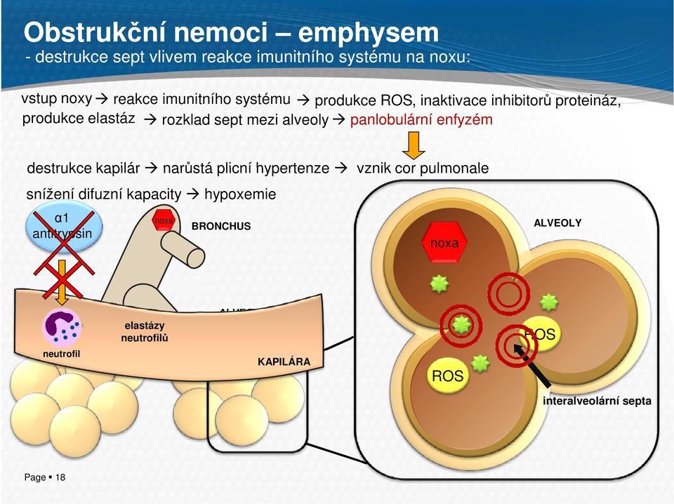 enfyzém destrukce kapilár narůstá plicní hypertenze vznik cor pulmonale snížení difuzní kapacity hypoxemie α1