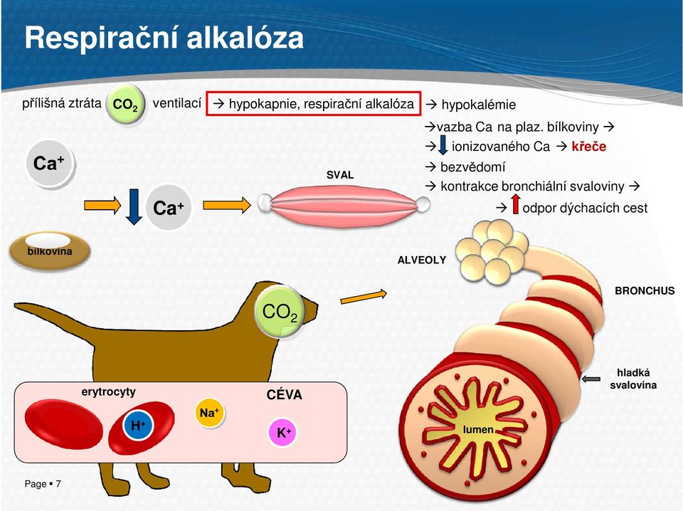 bílkoviny ionizovaného Ca křeče SVAL bezvědomí kontrakce bronchiální