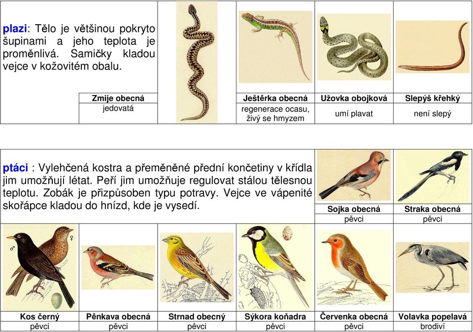 přeměněné přední končetiny v křídla jim umožňují létat. Peří jim umožňuje regulovat stálou tělesnou teplotu. Zobák je přizpůsoben typu potravy.