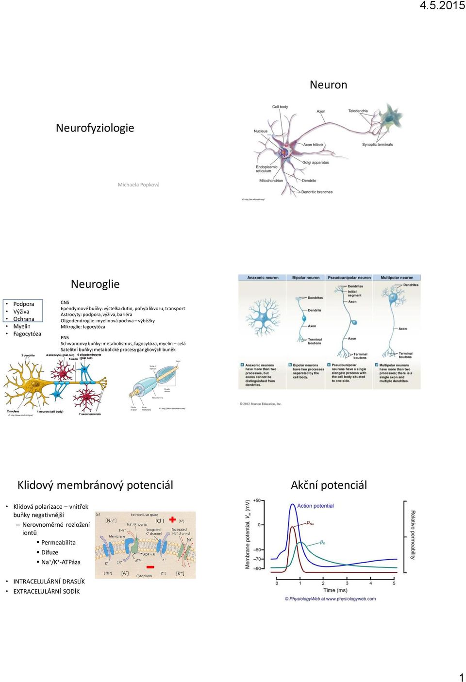 Oligodendroglie: myelinová pochva výběžky Mikroglie: fagocytóza PNS Schwannovy buňky: metabolismus, fagocytóza, myelin celá Satelitní buňky: metabolické procesy