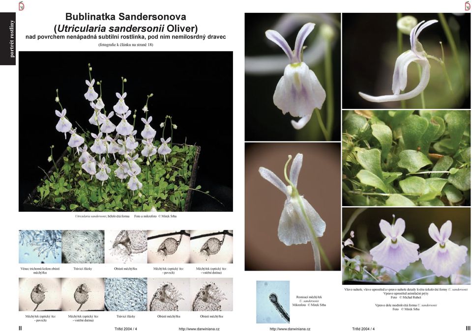 Rostoucí měchýřek U. sandersonii Mikrofoto Mirek Srba Vlevo nahoře, vlevo uprostřed a vpravo nahoře detaily květu úzkokvěté formy U.