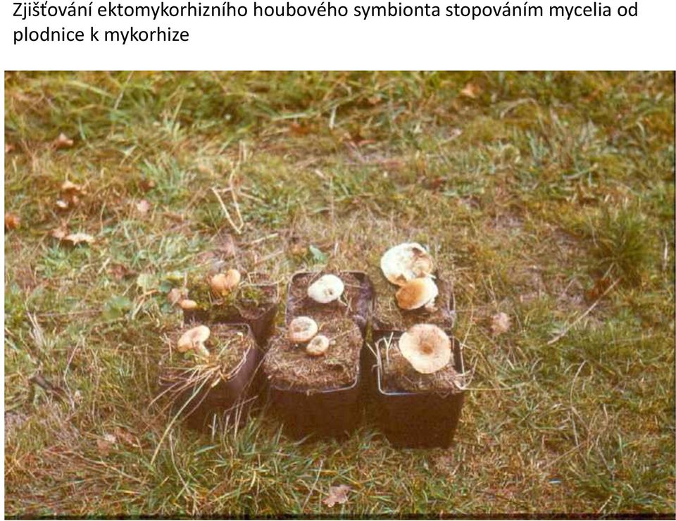 houbového symbionta