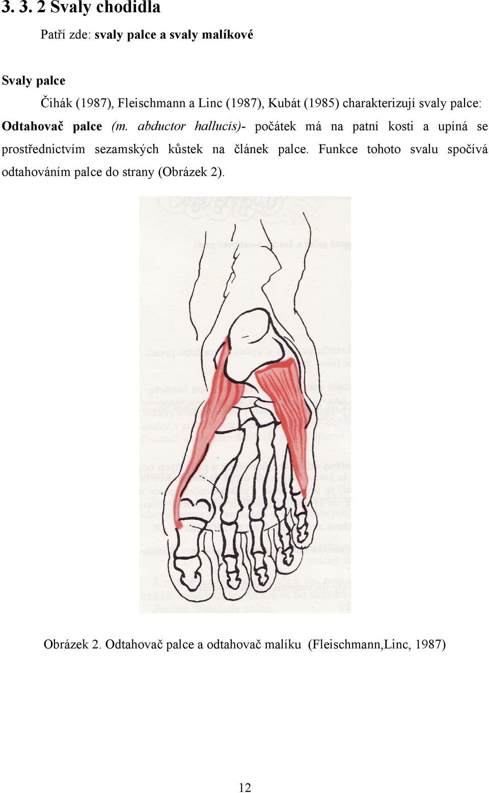 abductor hallucis)- počátek má na patní kosti a upíná se prostřednictvím sezamských kůstek na článek palce.