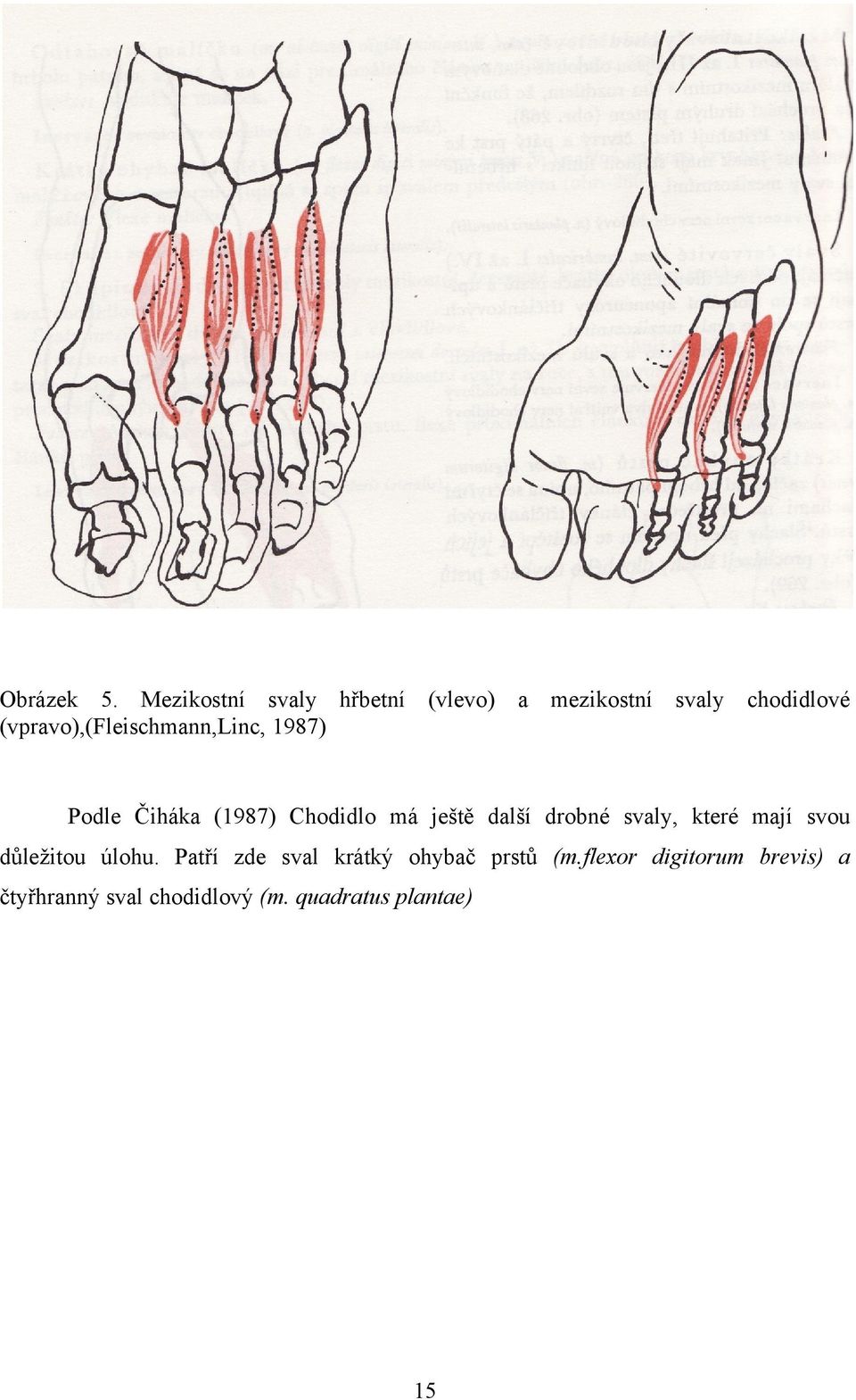 (vpravo),(fleischmann,linc, 1987) Podle Čiháka (1987) Chodidlo má ještě další