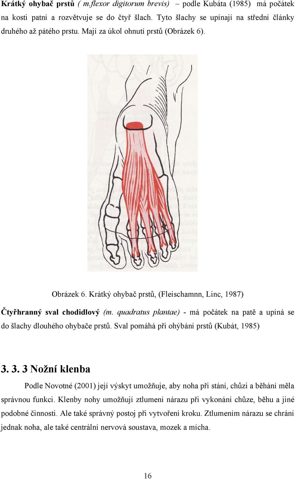 quadratus plantae) - má počátek na patě a upíná se do šlachy dlouhého ohybače prstů. Sval pomáhá při ohýbání prstů (Kubát, 1985) 3.