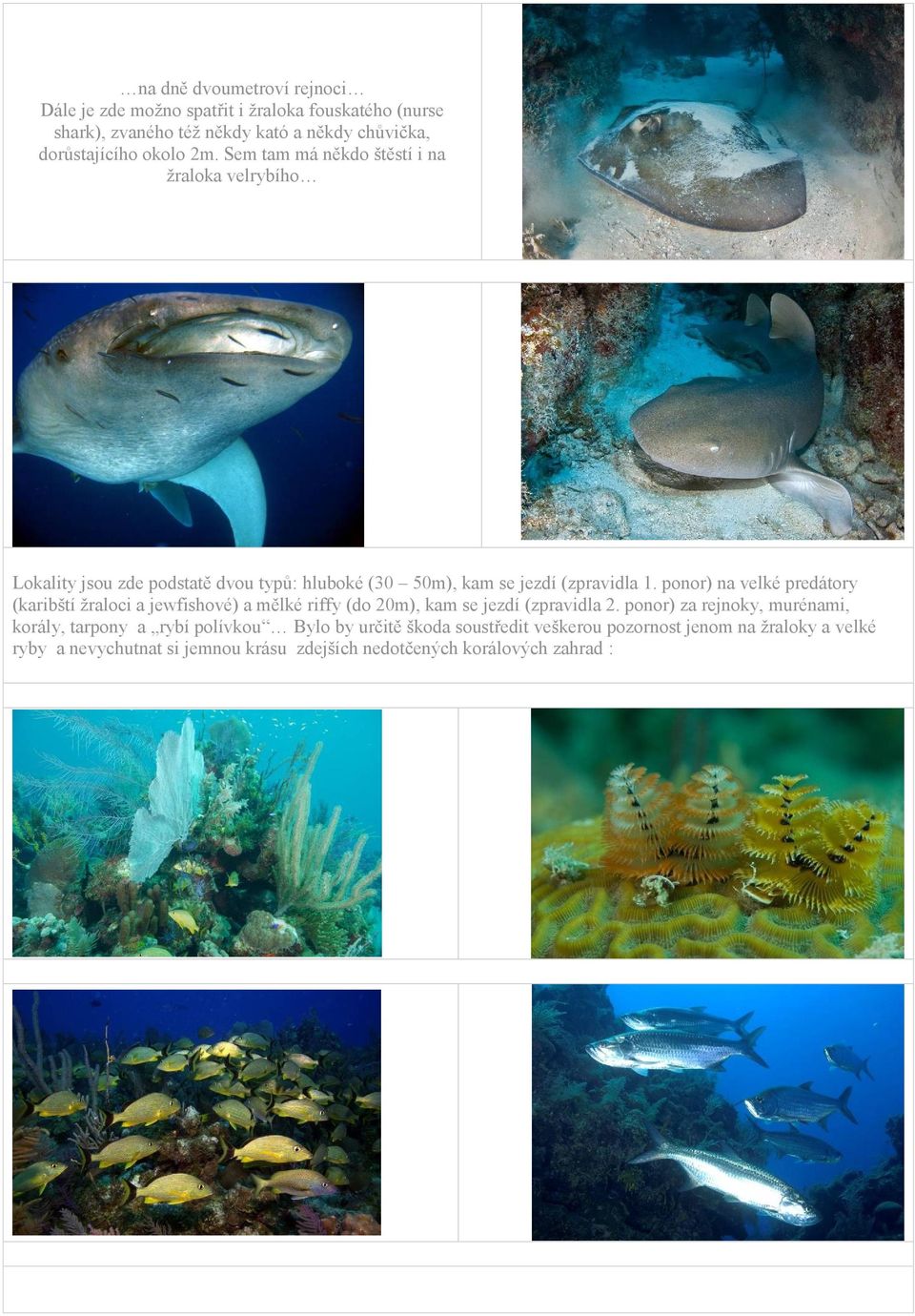 ponor) na velké predátory (karibští žraloci a jewfishové) a mělké riffy (do 20m), kam se jezdí (zpravidla 2.