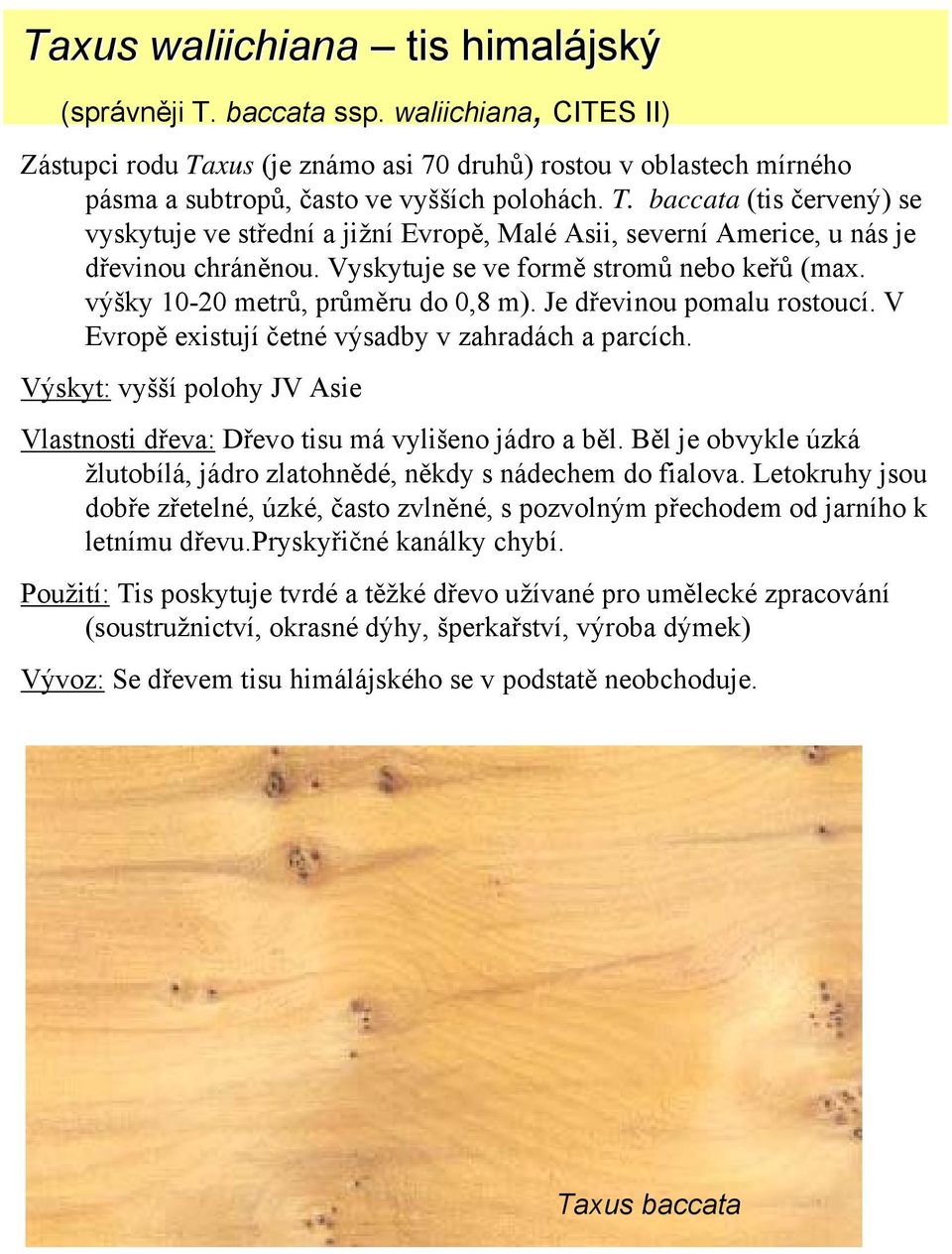 výšky 10-20 metrů, průměru do 0,8 m). Je dřevinou pomalu rostoucí. V Evropě existují četné výsadby v zahradách a parcích.