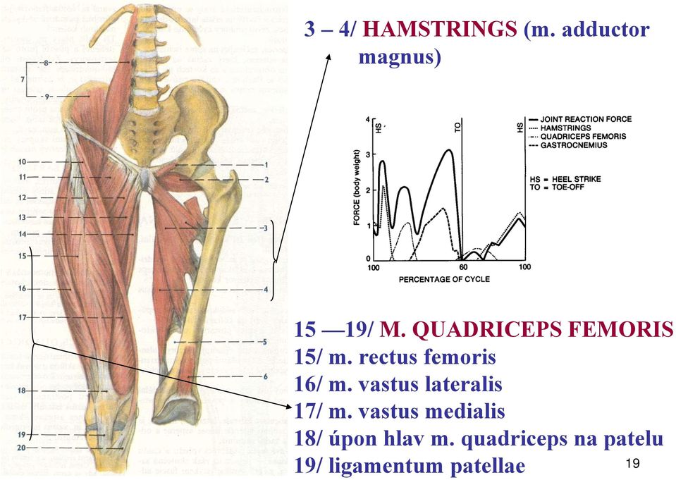 vastus lateralis 17/ m.