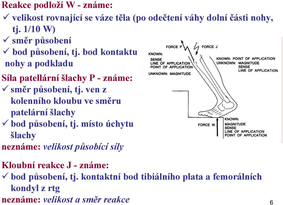 bod kontaktu nohy a podkladu Síla patellární šlachy P - známe: směr působení, tj.