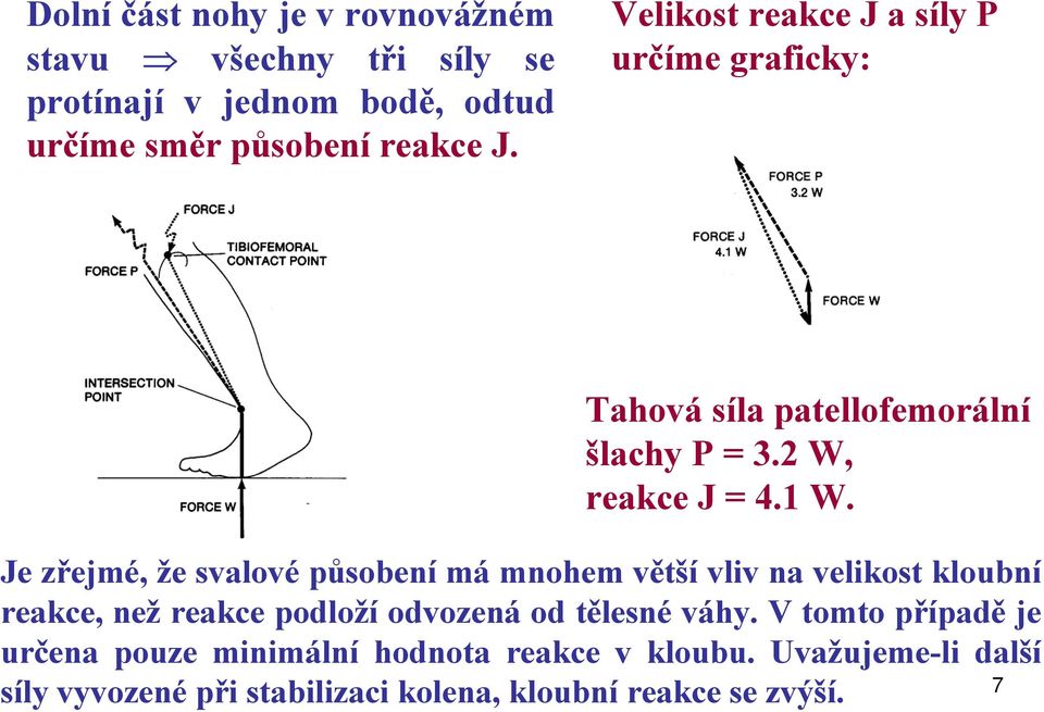 Je zřejmé, že svalové působení má mnohem větší vliv na velikost kloubní reakce, než reakce podloží odvozená od tělesné váhy.