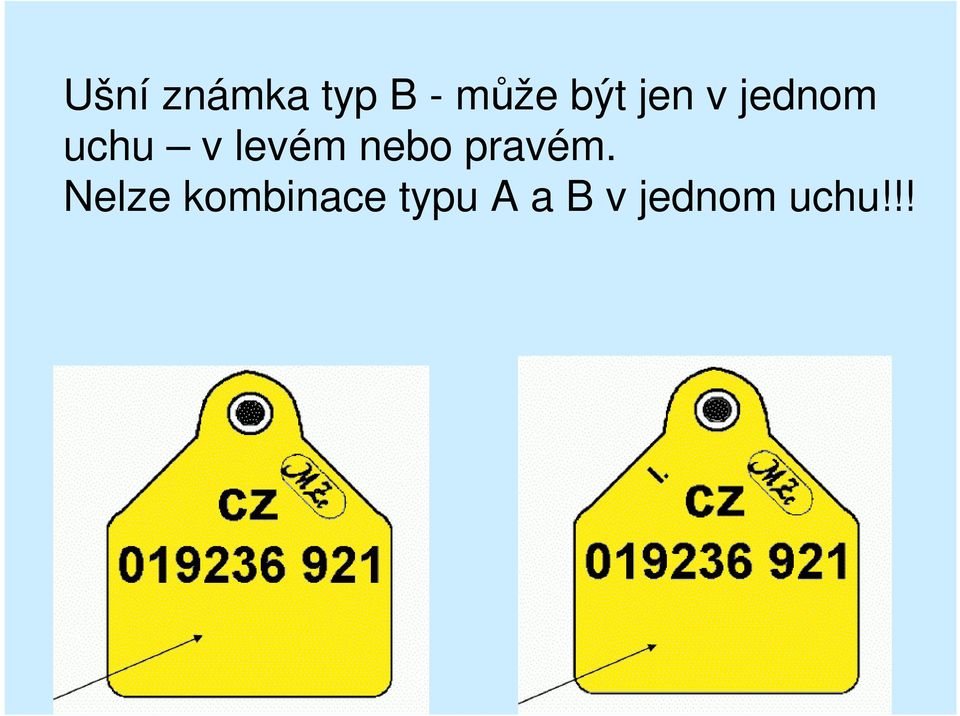 levém nebo pravém.