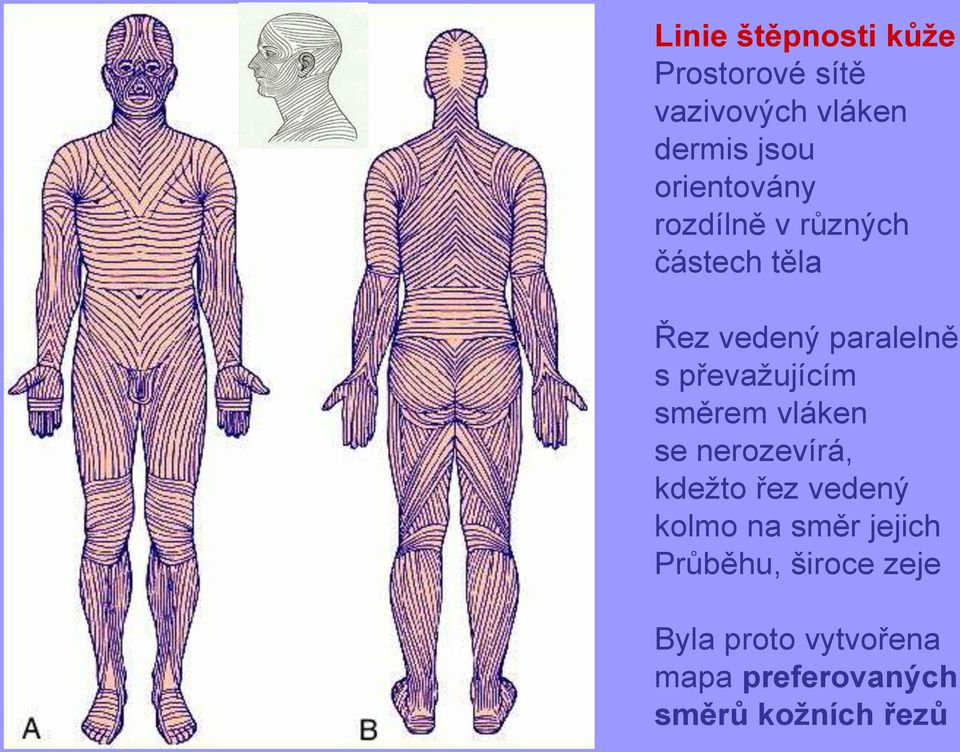 převažujícím směrem vláken se nerozevírá, kdežto řez vedený kolmo na směr