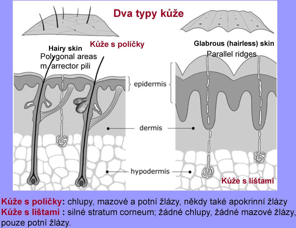 Kůže s lištami Kůže s políčky: chlupy, mazové a potní žlázy, někdy také