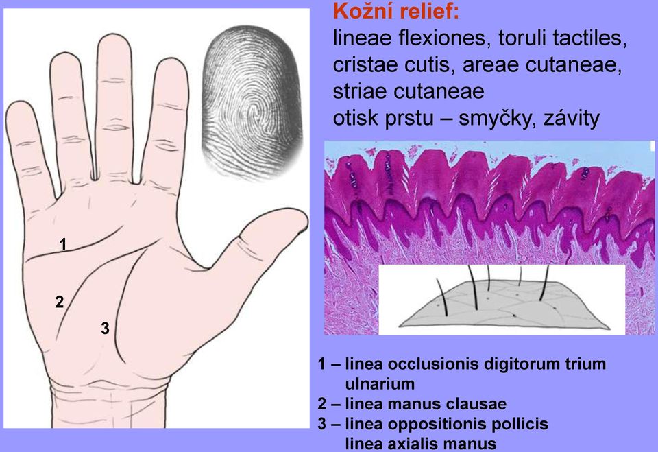 závity 1 2 3 1 linea occlusionis digitorum trium ulnarium 2