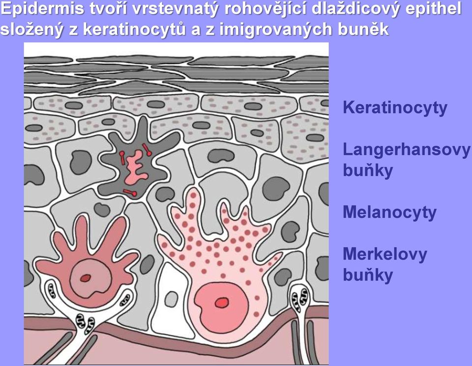 keratinocytů a z imigrovaných buněk