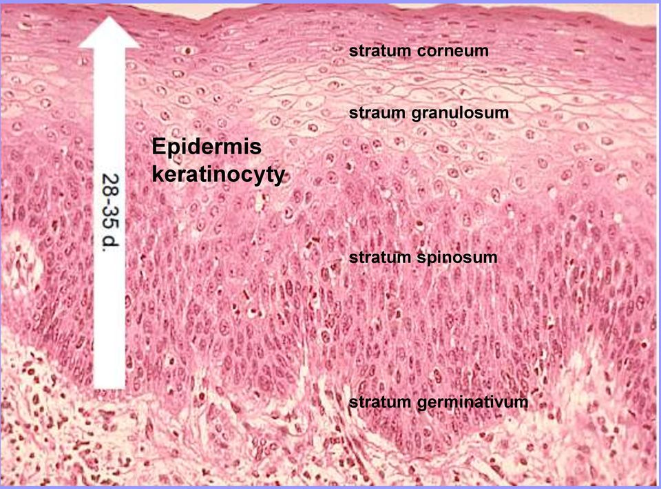 straum granulosum