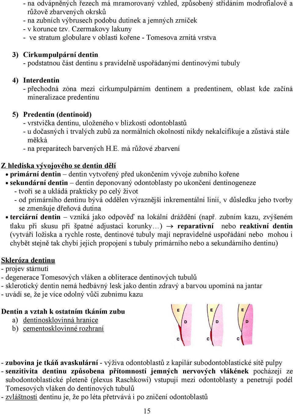 přechodná zóna mezi cirkumpulpárním dentinem a predentinem, oblast kde začíná mineralizace predentinu 5) Predentin (dentinoid) - vrstvička dentinu, uloženého v blízkosti odontoblastů - u dočasných i