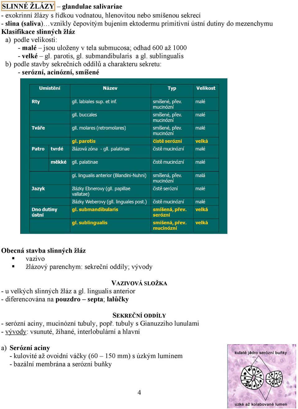 sublingualis b) podle stavby sekrečních oddílů a charakteru sekretu: - serózní, acinózní, smíšené Obecná stavba slinných ţláz vazivo žlázový parenchym: sekreční oddíly; vývody VAZIVOVÁ SLOŢKA - u