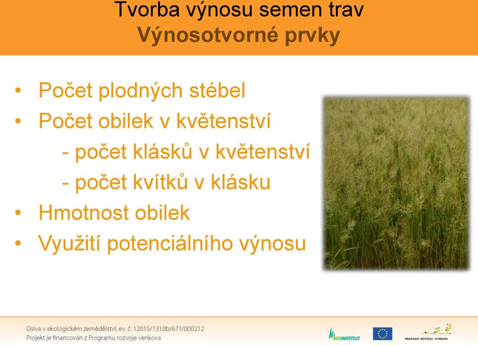 květenství - počet klásků v květenství - počet