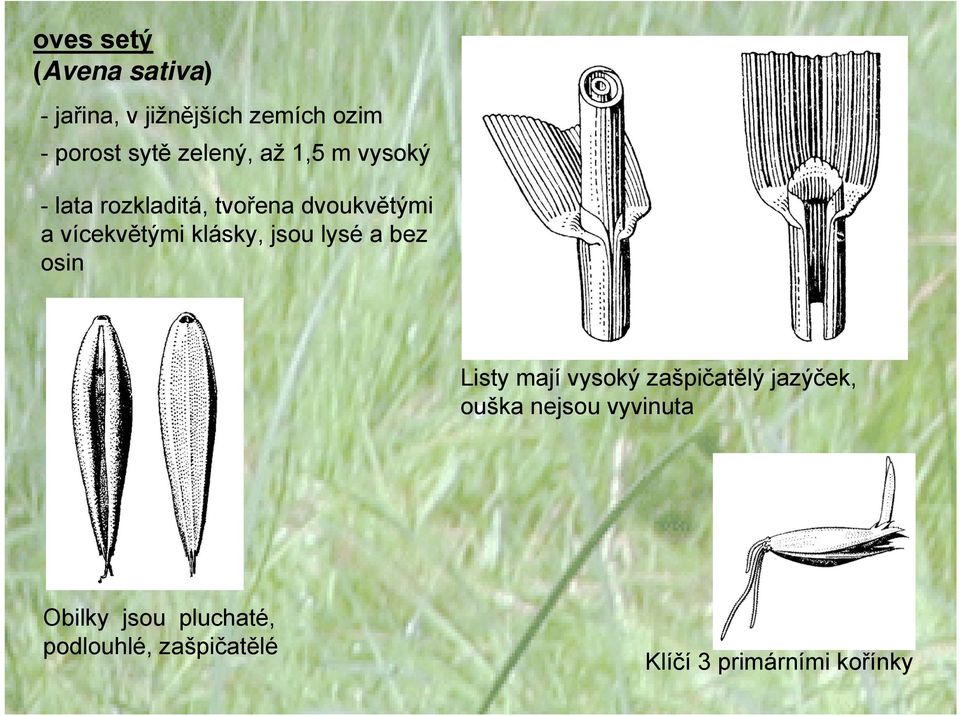 klásky, jsou lysé a bez osin Listy mají vysoký zašpičatělý jazýček, ouška