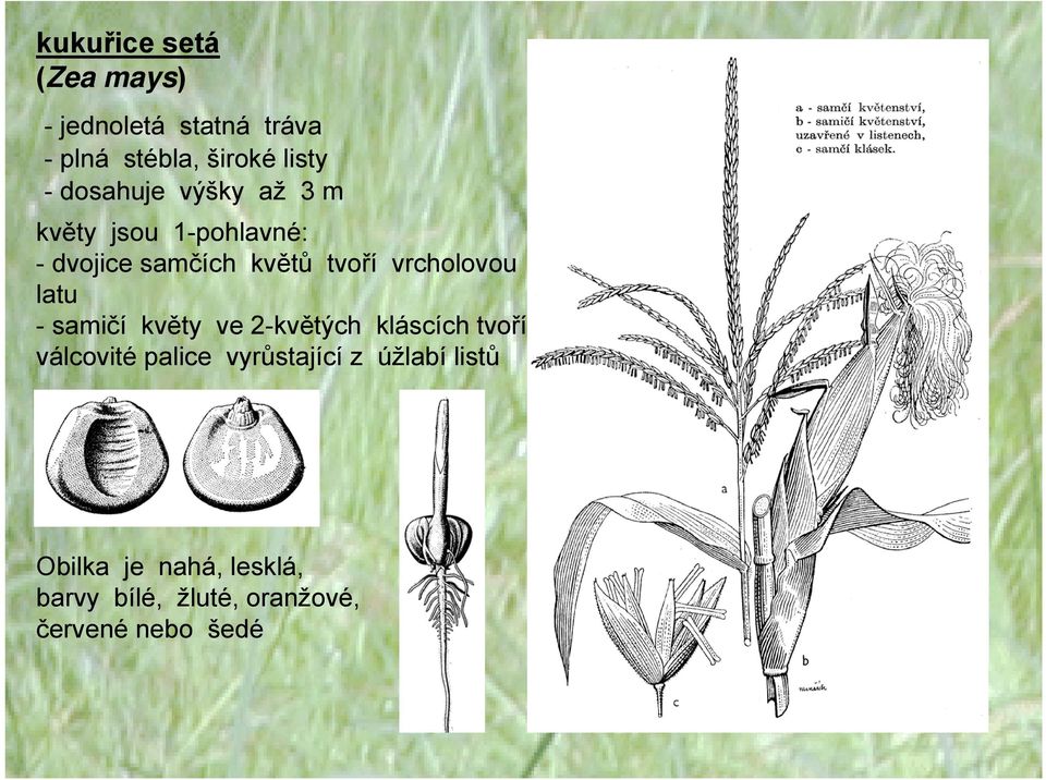 vrcholovou latu -samičí květy ve 2-květých kláscích tvoří válcovité palice