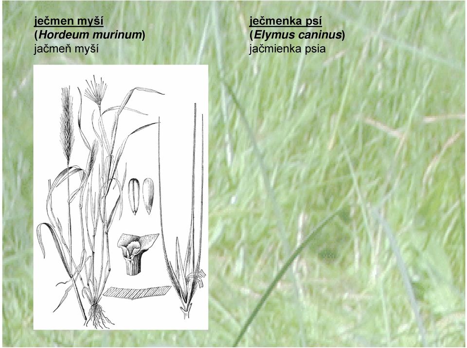 ječmenka psí (Elymus