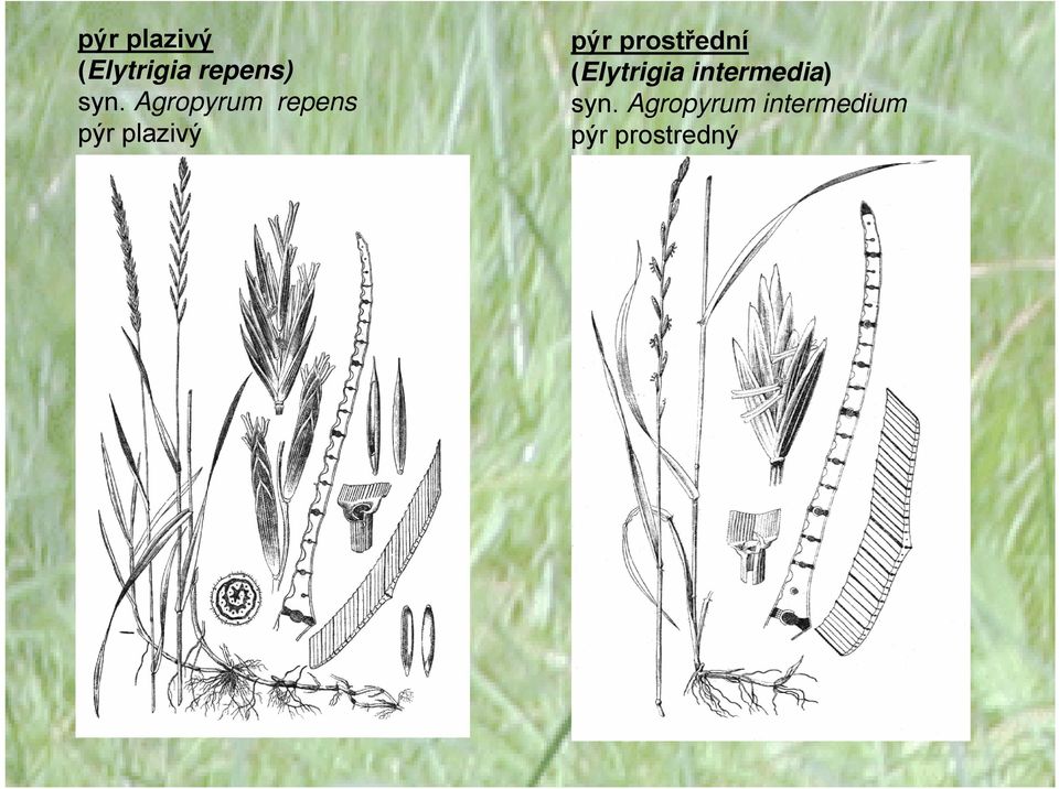 prostřední (Elytrigia intermedia)